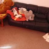 Chat floki à l adoption #2