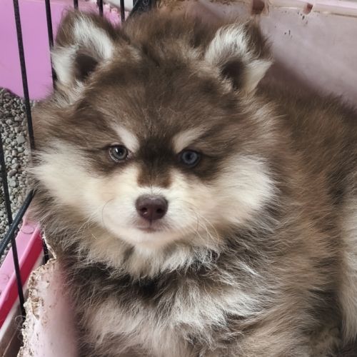 Chiot mâle pomsky f4 chocolat #2