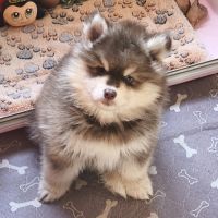 Chiot mâle pomsky f4 chocolat
