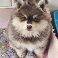 Chiot mâle pomsky f4 chocolat #3