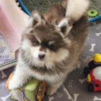 Chiot mâle pomsky f4 chocolat #4