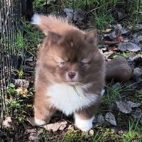 Femelle pomsky f4 toy #1