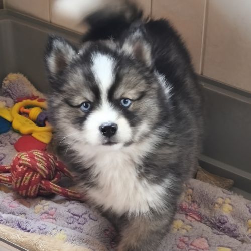 Chiot mâle pomsky f4 #1
