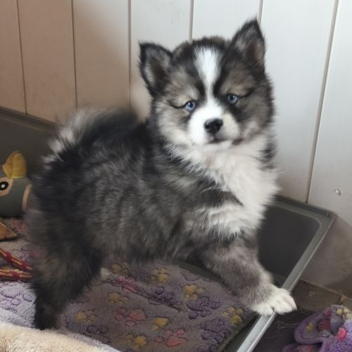 Chiot mâle pomsky f4 #0