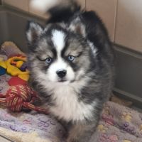 Chiot mâle pomsky f4 #1