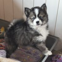 Chiot mâle pomsky f4