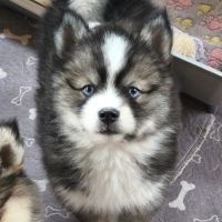Chiot mâle pomsky f4 #3