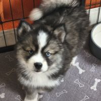 Chiot mâle pomsky f4 #4