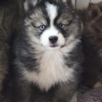 Chiot mâle pomsky f4 #5