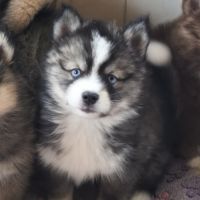 Chiot mâle pomsky f4 #6
