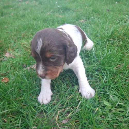 A réserver magnifique chiot épagneul breton lof tr #2