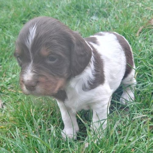 A réserver magnifique chiot épagneul breton lof tr #3