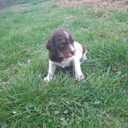 A réserver magnifique chiot épagneul breton lof tr #4