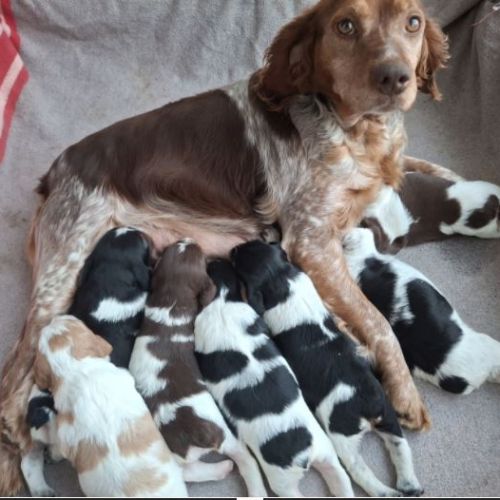 A réserver magnifique chiot épagneul breton lof tr #6