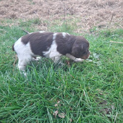 A réserver magnifique chiot épagneul breton lof tr #7