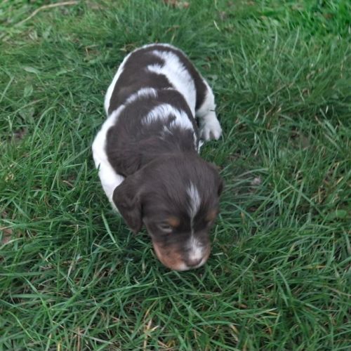 A réserver magnifique chiot épagneul breton lof tr #8