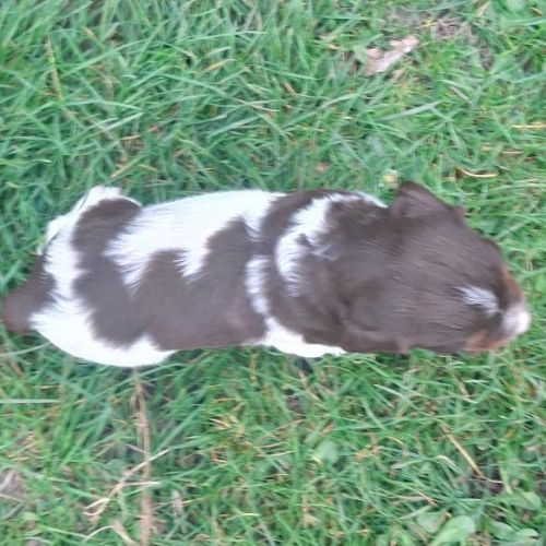 A réserver magnifique chiot épagneul breton lof tr #9