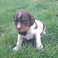 A réserver magnifique chiot épagneul breton lof tr #0