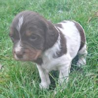 A réserver magnifique chiot épagneul breton lof tr #3