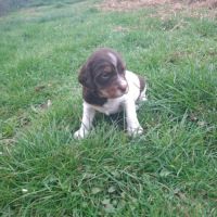 A réserver magnifique chiot épagneul breton lof tr #4