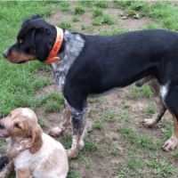 A réserver magnifique chiot épagneul breton lof tr #5