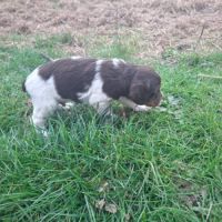 A réserver magnifique chiot épagneul breton lof tr #7