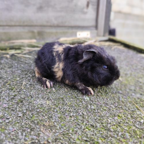 Bébé cochon d'inde mâle #1