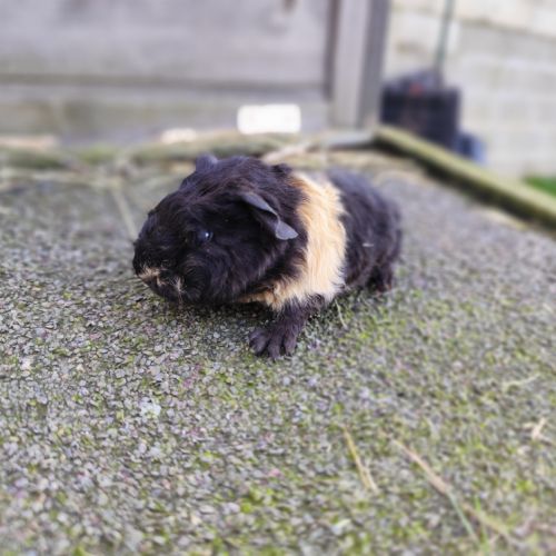 Bébé cochon d'inde mâle