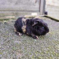 Bébé cochon d'inde mâle #1