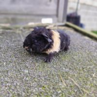 Bébé cochon d'inde mâle