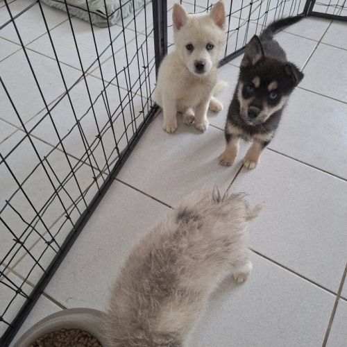 Chiots pomsky #0