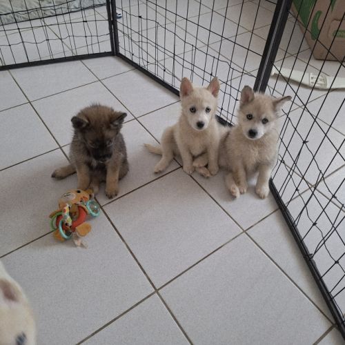 Chiots pomsky #2