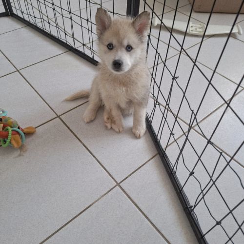 Chiots pomsky