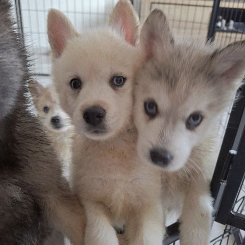 Chiots pomsky #3