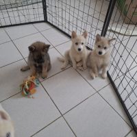 Chiots pomsky #2