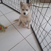 Chiots pomsky