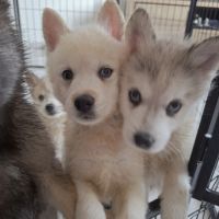 Chiots pomsky #3
