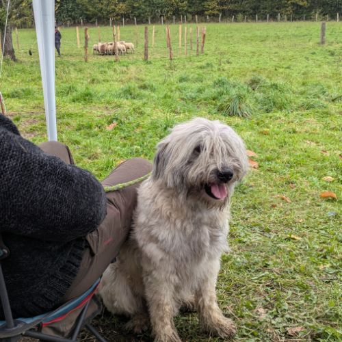 Chiot berger des pyrénées type labrit #1