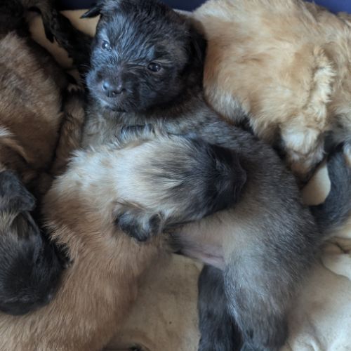 Chiot berger des pyrénées type labrit #0