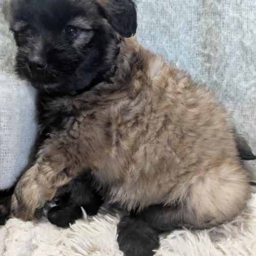 Chiot berger des pyrénées type labrit #3