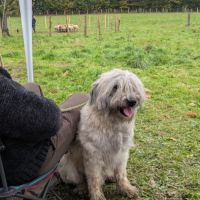 Chiot berger des pyrénées type labrit #1