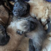 Chiot berger des pyrénées type labrit