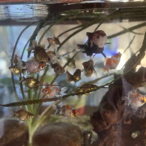 Poissons japonais #1