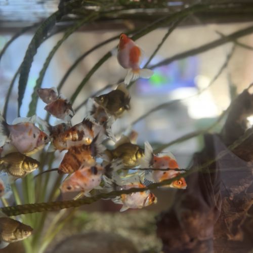 Poissons japonais #0