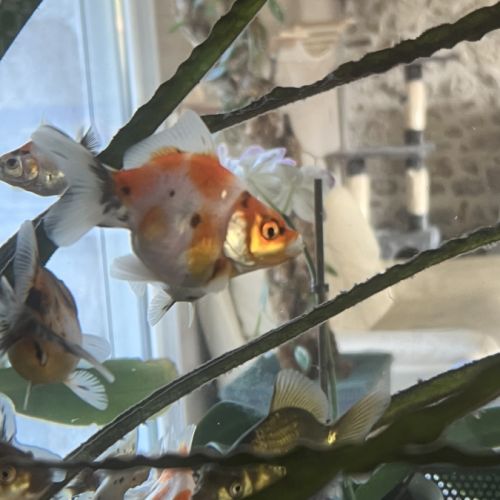 Poissons japonais #3