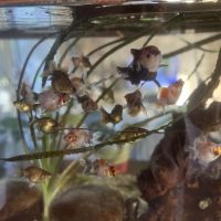 Poissons japonais #1