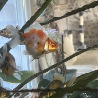 Poissons japonais #3