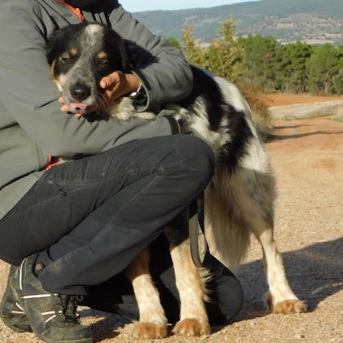 Manchas, border collie de 4 ans (ok chat) #4