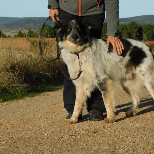 Manchas, border collie de 4 ans (ok chat) #5