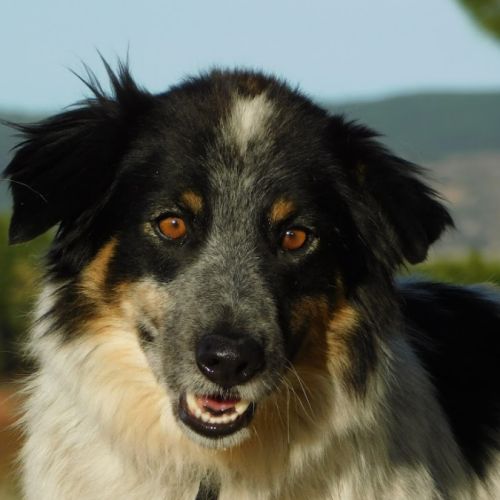 Manchas, border collie de 4 ans (ok chat) #0